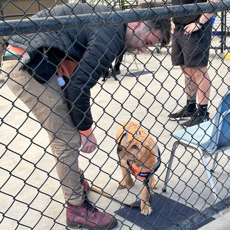A puppy in training at a Lara community day